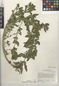 Chenopodium murale image