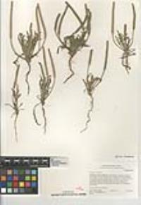 Plantago coronopus image