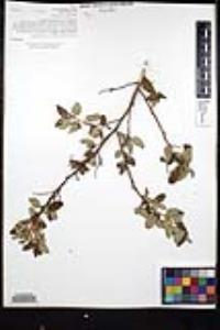 Ceanothus oliganthus var. orcuttii image