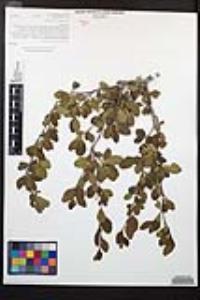 Cercocarpus minutiflorus image