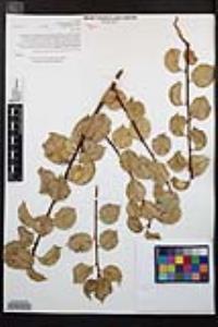 Prunus ilicifolia image
