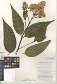 Eucalyptus deglupta image