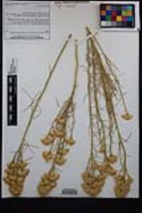 Ericameria nauseosa var. oreophila image