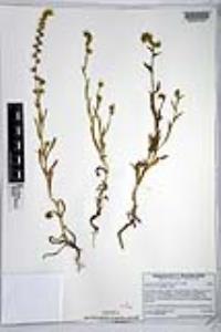 Amsinckia intermedia image