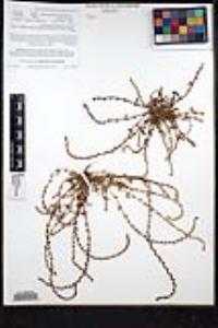 Plagiobothrys leptocladus image