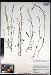 Cardamine oligosperma image