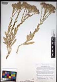 Lepidium appelianum image