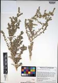 Atriplex elegans var. elegans image