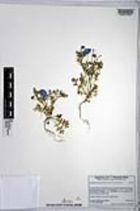 Nemophila menziesii var. menziesii image