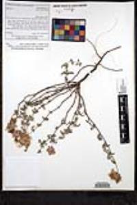 Monardella undulata image