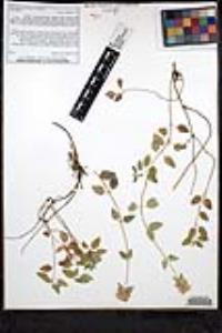 Monardella villosa image