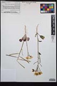Chylismia brevipes image