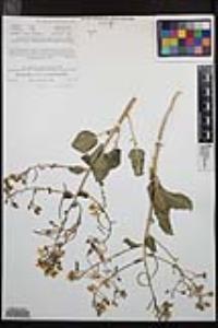 Chylismia brevipes subsp. brevipes image