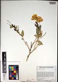 Dendromecon rigida image