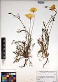 Eschscholzia caespitosa image