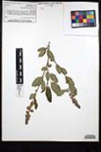 Ceanothus integerrimus image