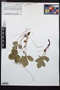 Fragaria vesca image