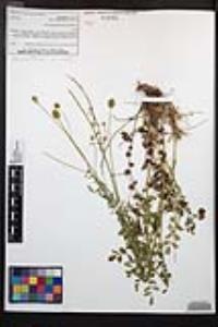 Poterium sanguisorba image