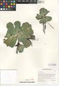 Pistia stratiotes image