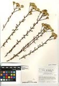 Isocoma menziesii var. menziesii image