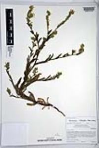 Amsinckia intermedia image