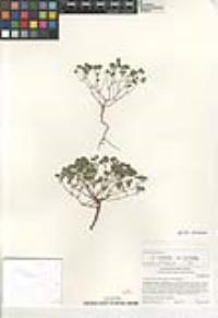 Eremocarya micrantha image