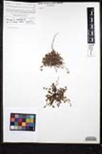 Plagiobothrys collinus var. fulvescens image