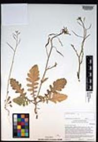 Brassica tournefortii image