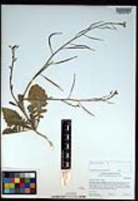 Brassica tournefortii image