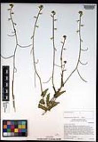 Caulanthus simulans image