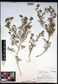 Lepidium didymum image