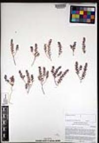 Lepidium lasiocarpum image