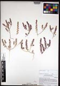 Lepidium lasiocarpum image