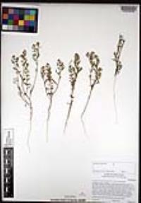 Lepidium lasiocarpum image