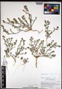 Lepidium lasiocarpum image