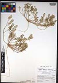 Lepidium lasiocarpum image