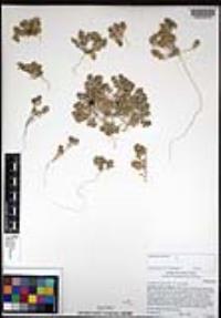 Lepidium lasiocarpum image