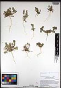 Lepidium lasiocarpum image