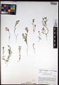 Lepidium lasiocarpum image