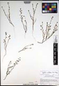 Lepidium nitidum image