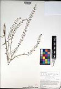 Lepidium virginicum subsp. menziesii image