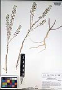 Lepidium virginicum subsp. menziesii image