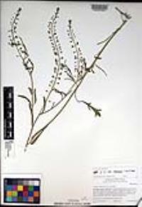 Lepidium virginicum subsp. menziesii image