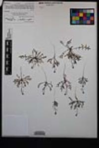 Lepidium virginicum var. robinsonii image