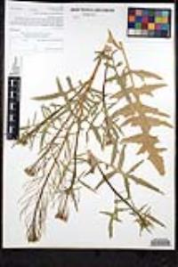 Sisymbrium irio image