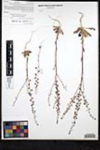 Thysanocarpus curvipes image