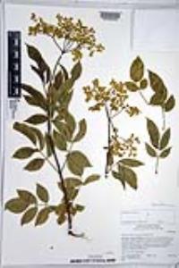 Sambucus cerulea image