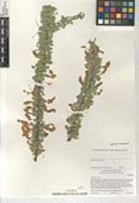 Senegalia greggii image