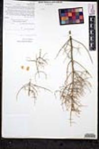 Scutellaria mexicana image