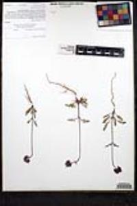 Salvia columbariae image